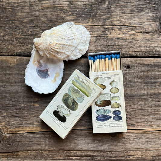 Seashell Specimens Matches